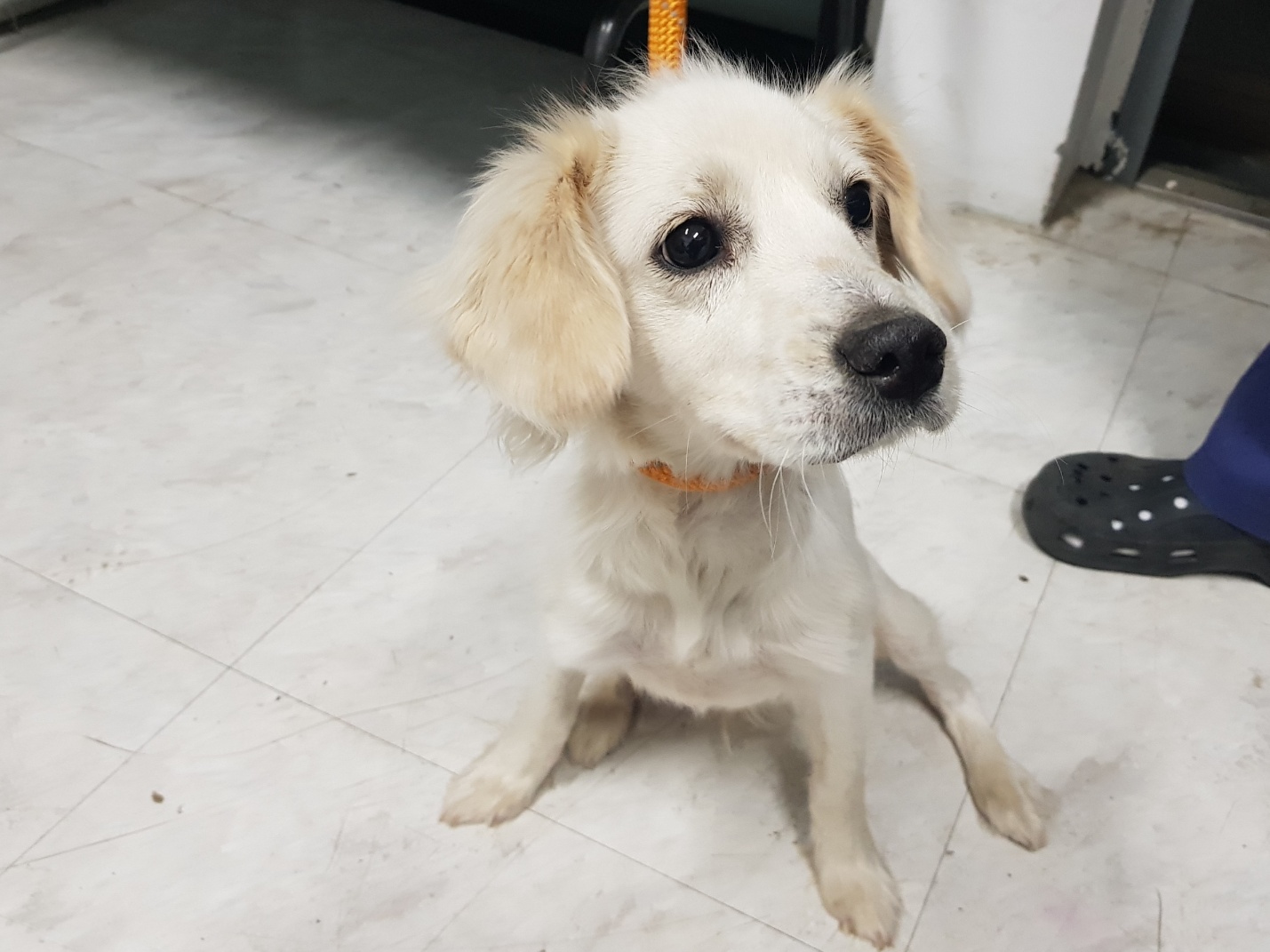 광주TNR동물병원송정_441554202300490