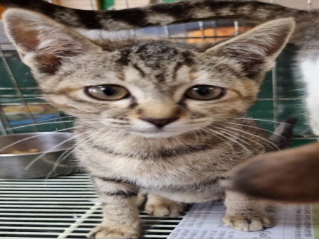 보호중 한국 고양이…
