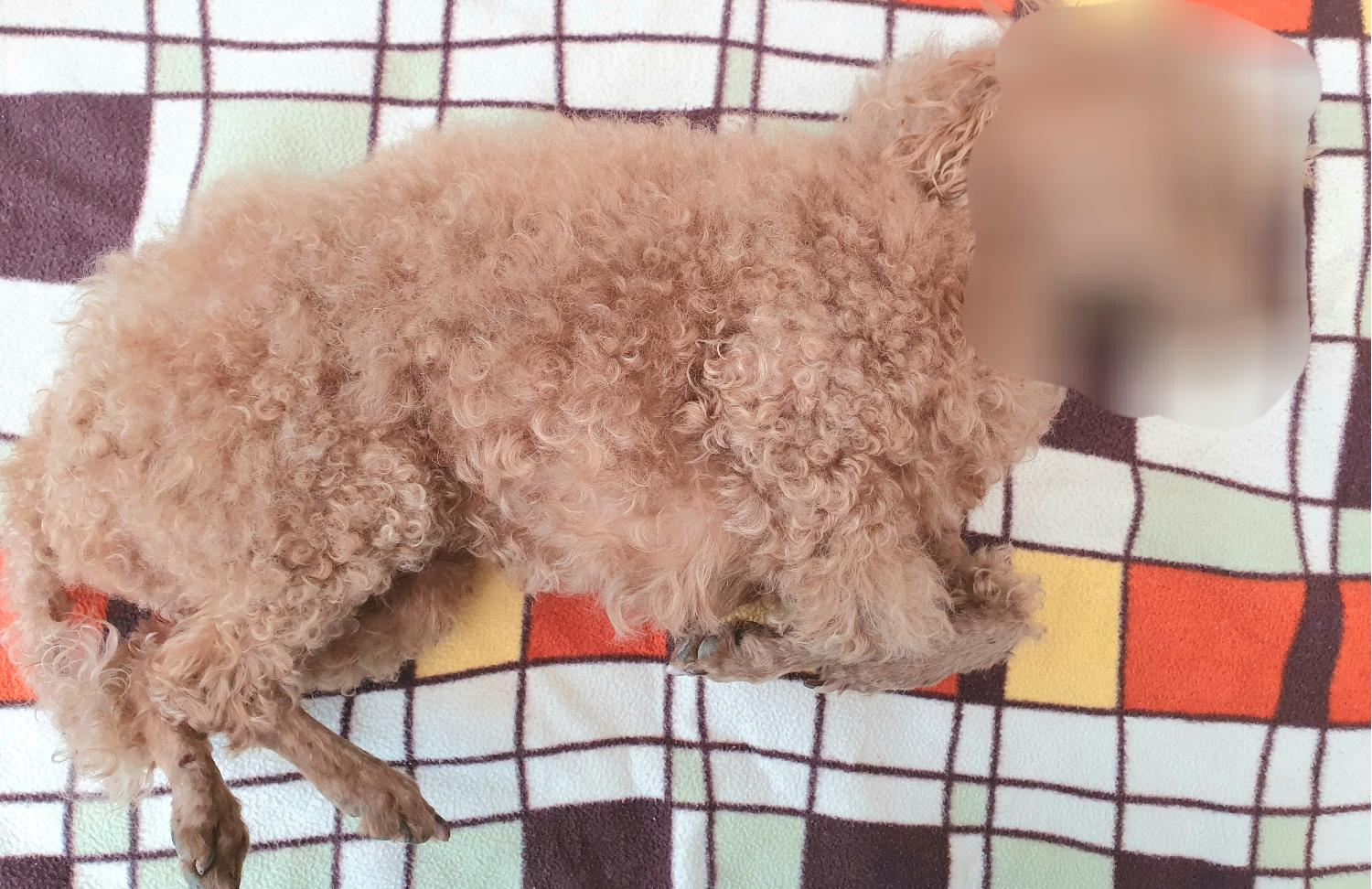 창원유기동물보호소_448567202300527