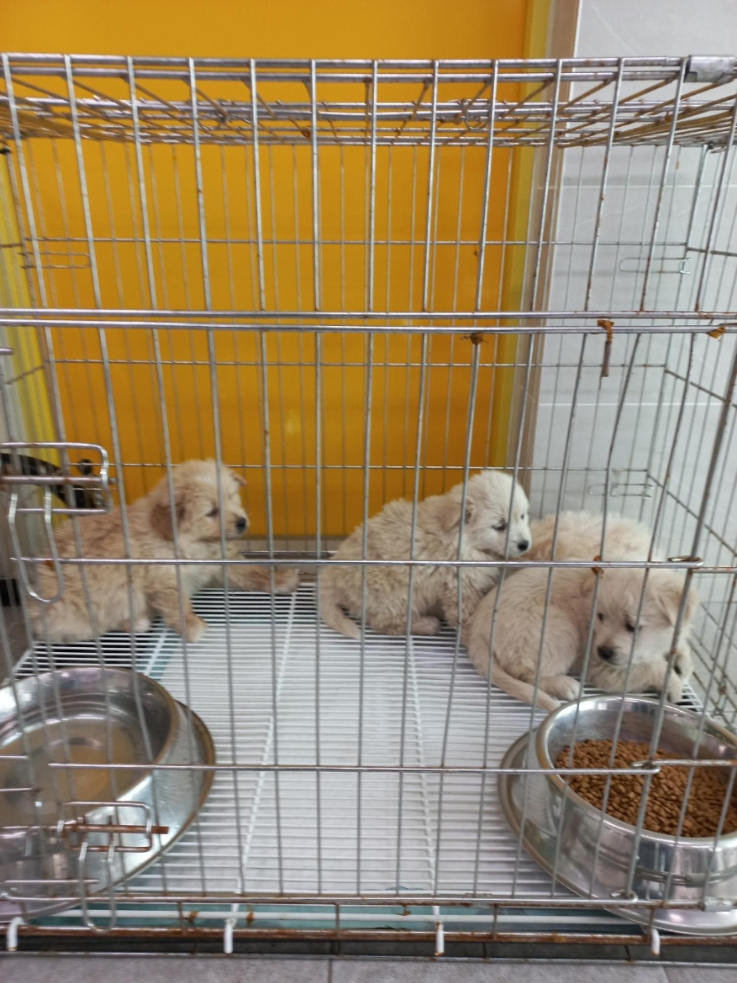 양평군유기동물보호소_441417202300152