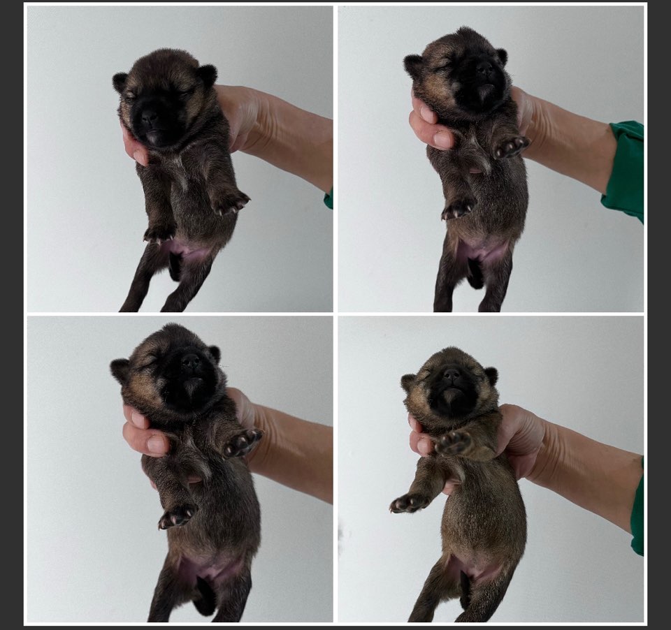 천안시유기동물보호소_444449202300817