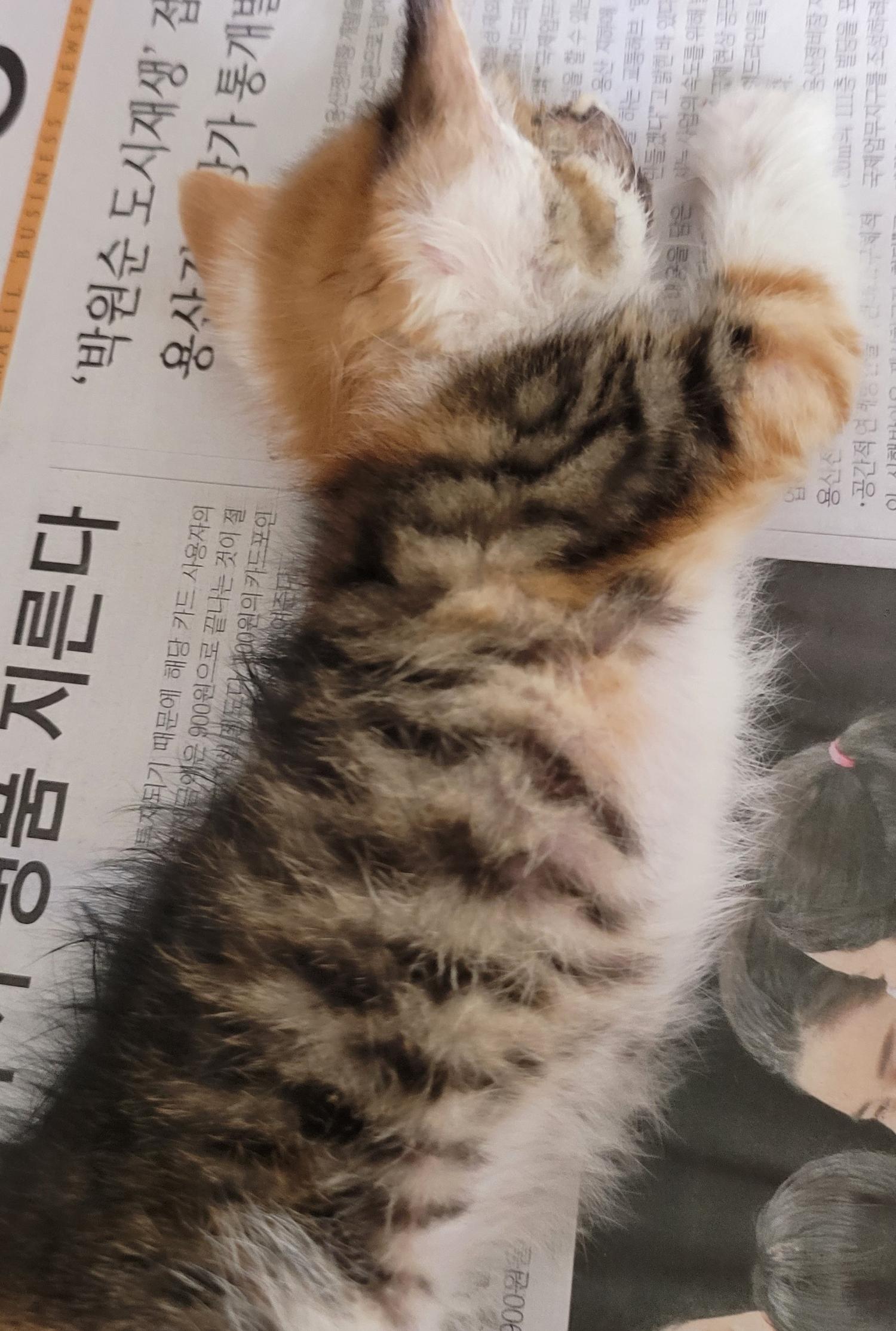 대구유기동물보호협회_427345202300192