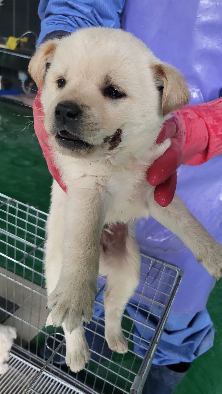 거창유기동물보호센터_448547202300431
