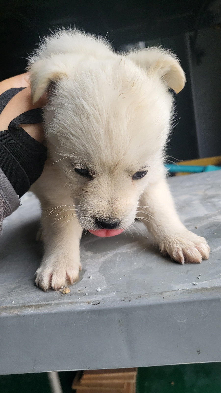 거창유기동물보호센터_448547202300432