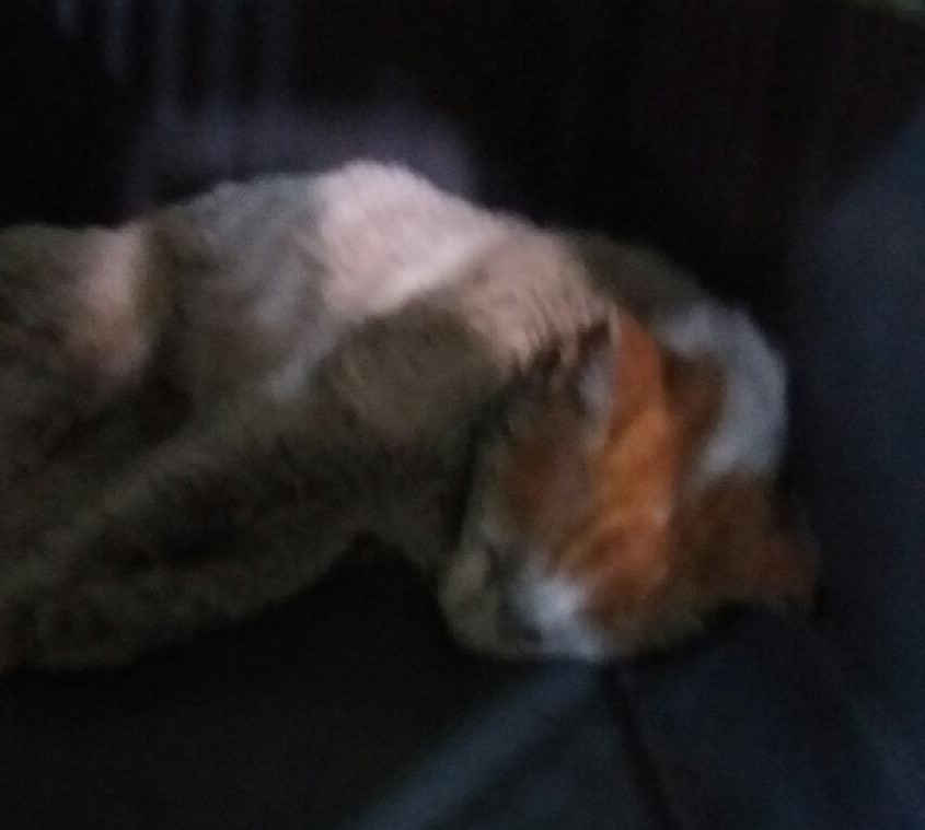 대구유기동물보호협회_427347202300239