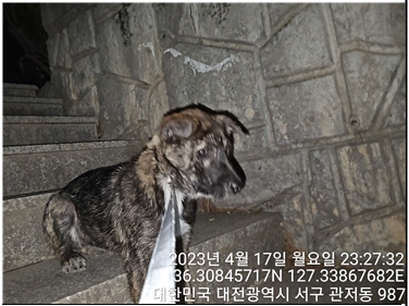 종료(반환) 믹스견…
