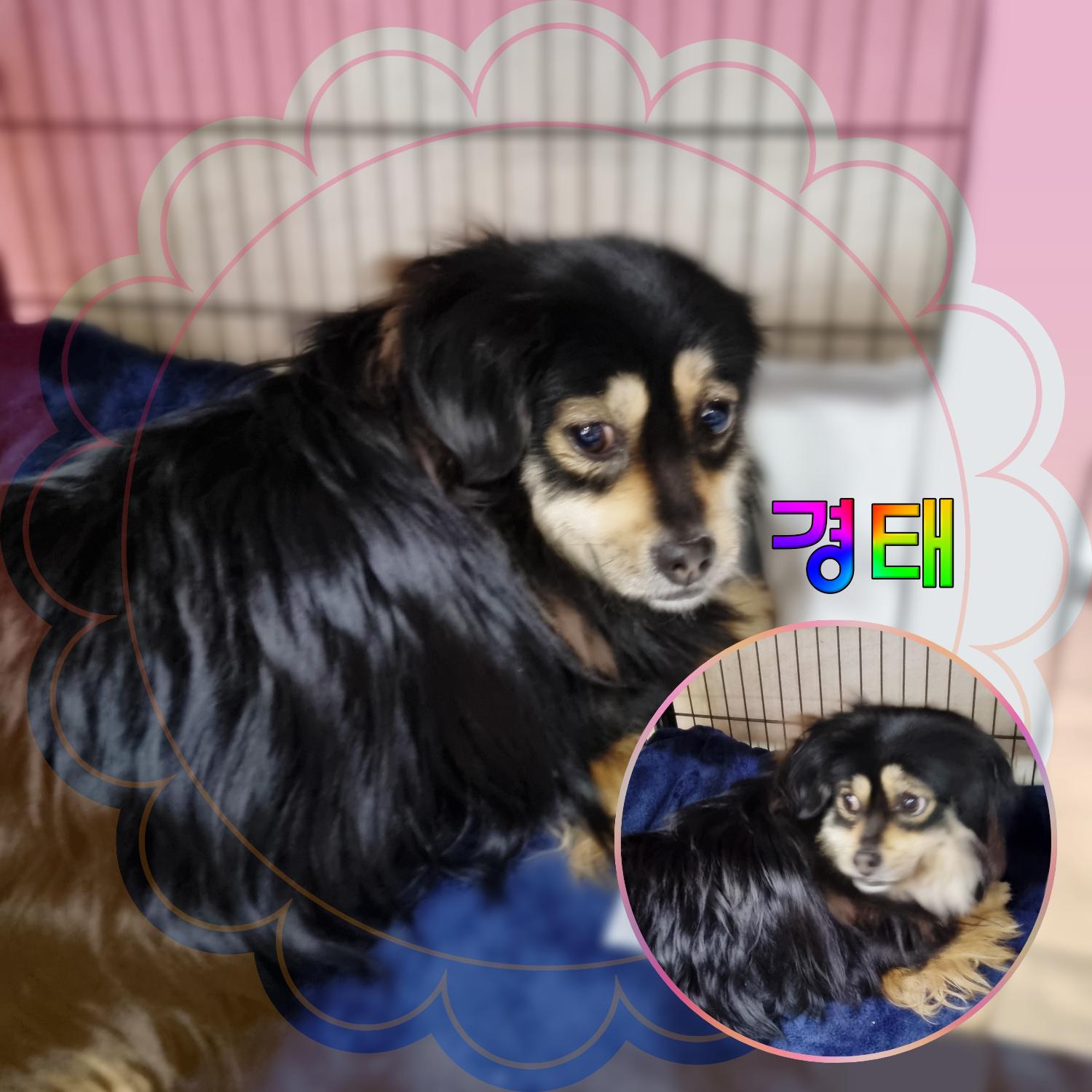 군산유기동물보호센터_445467202300567
