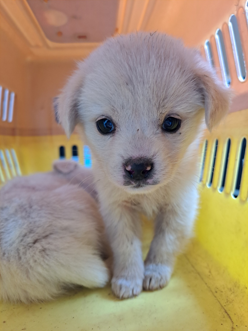 울산유기동물보호센터_431373202300378