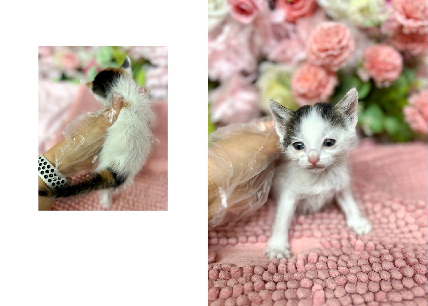 (사)영일동물플러스_447502202300299