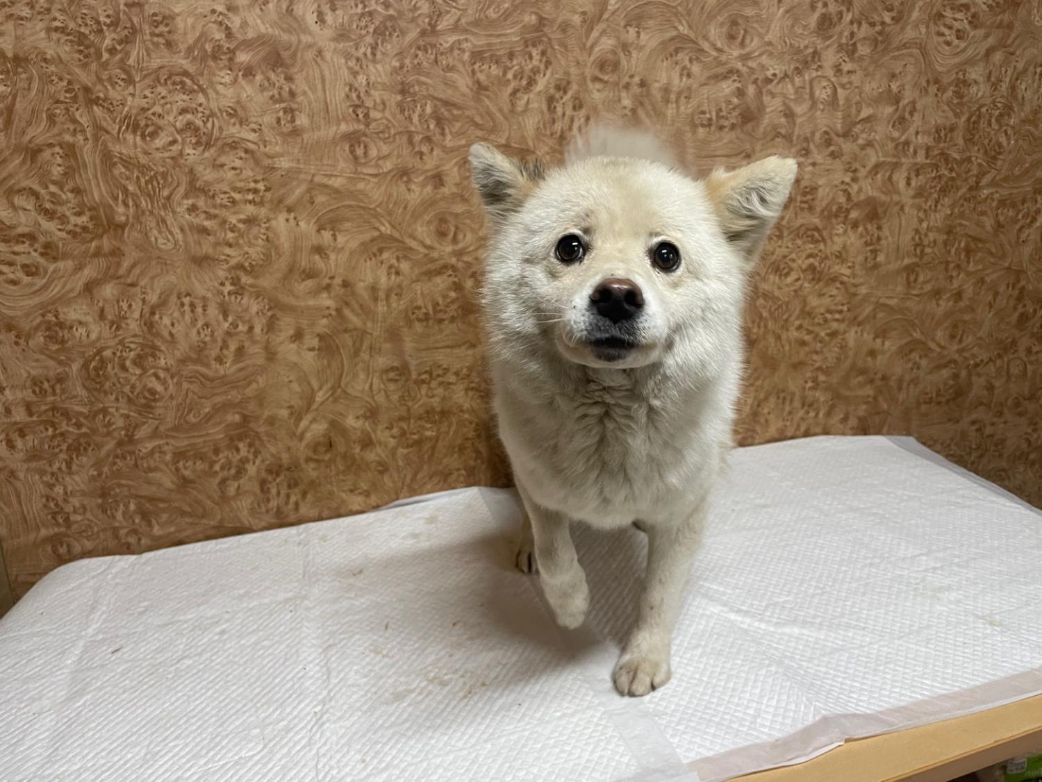 순천시유기동물보호소_446482202300204
