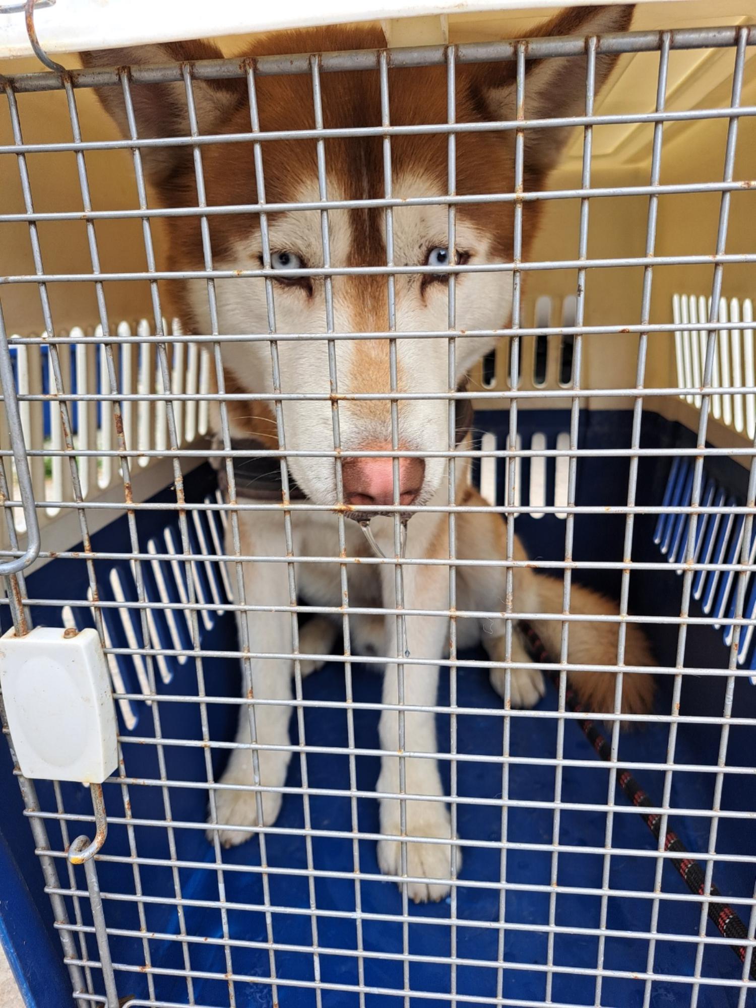 울산유기동물보호센터_431373202300382