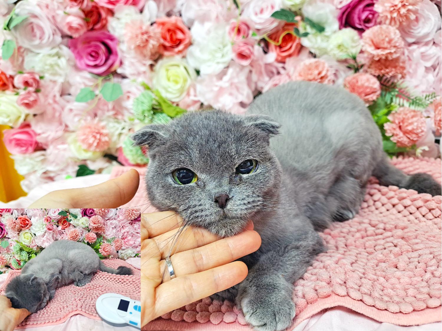 (사)영일동물플러스_447502202300298