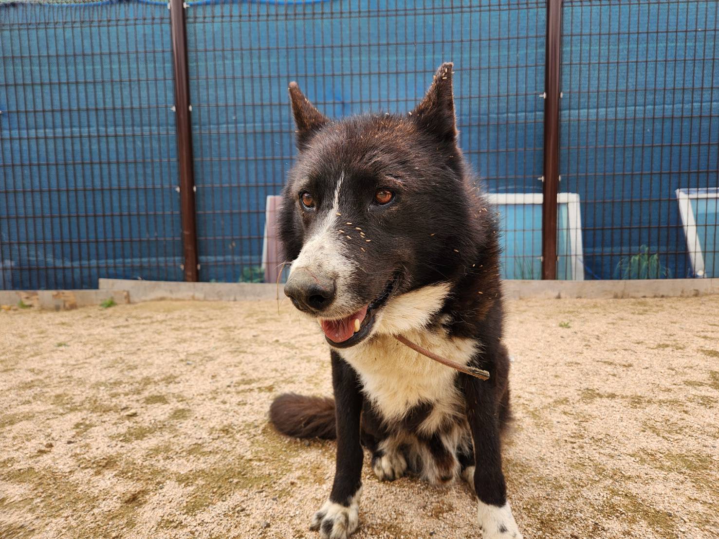 한국야생동물보호협회_441393202300586