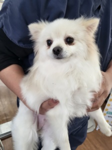 제주 동물보호센터_450650202301248