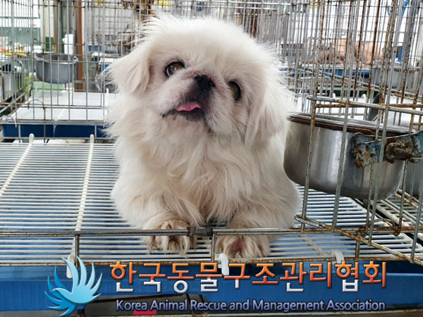 종료(입양) 페키니…