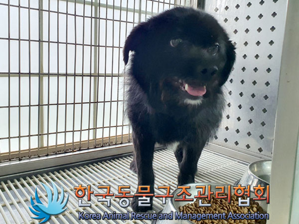 종료(안락사) 믹스…