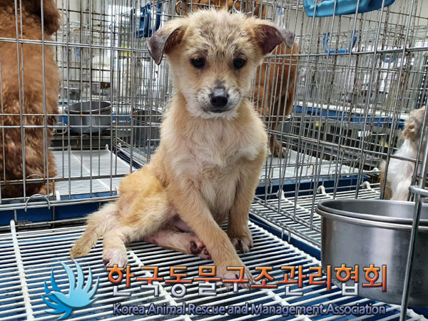 한국동물구조관리협회_411311202300263