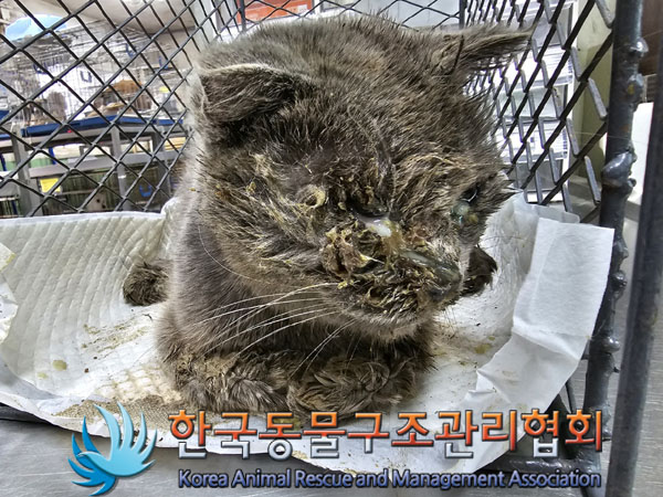 한국동물구조관리협회_441414202300262