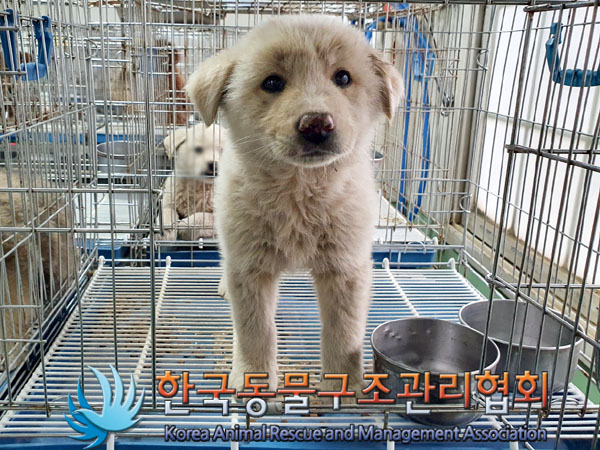 종료(안락사) 믹스…