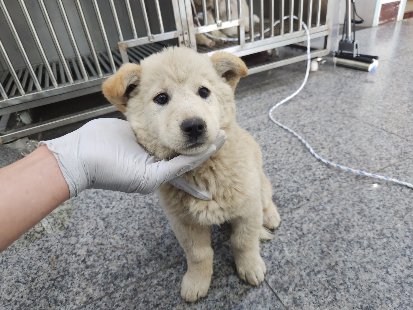 광주 동물보호소_429360202300272