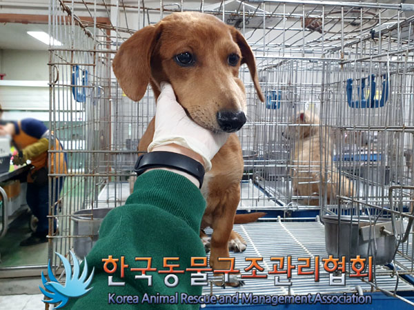 종료(입양) 닥스훈…