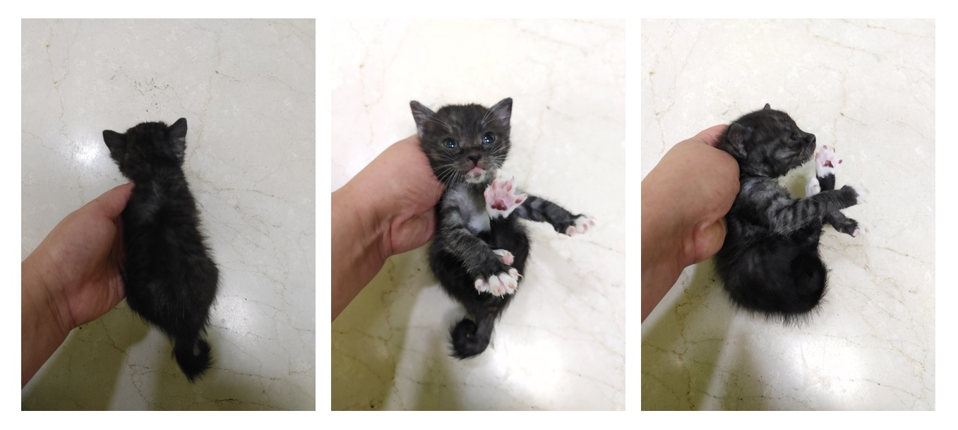 보호중 한국 고양이…