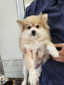 제주 동물보호센터_450650202301249