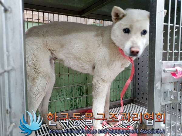 한국동물구조관리협회_411315202300277