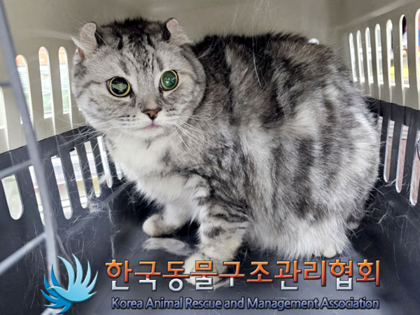 종료(입양) 아메리…