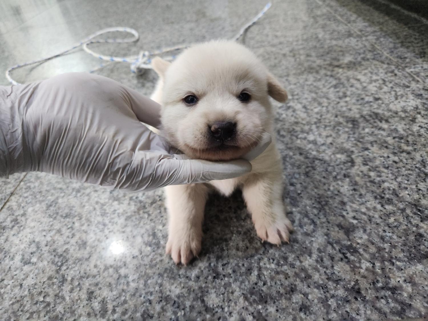 광주 동물보호소_429360202300270