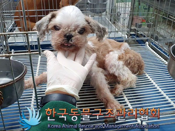 종료(자연사) 시츄…