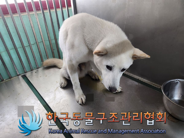 종료(안락사) 믹스…