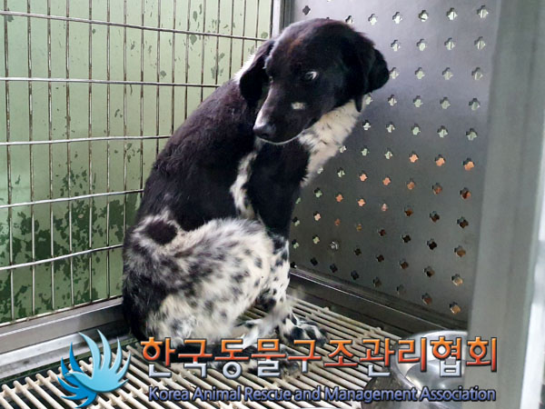 종료(안락사) 믹스…
