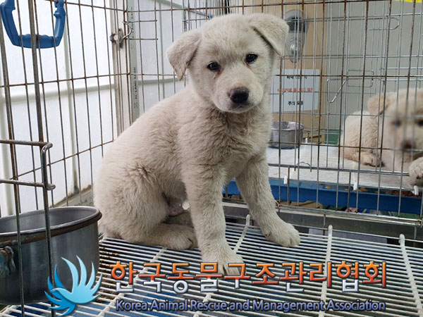 한국동물구조관리협회_441409202300558