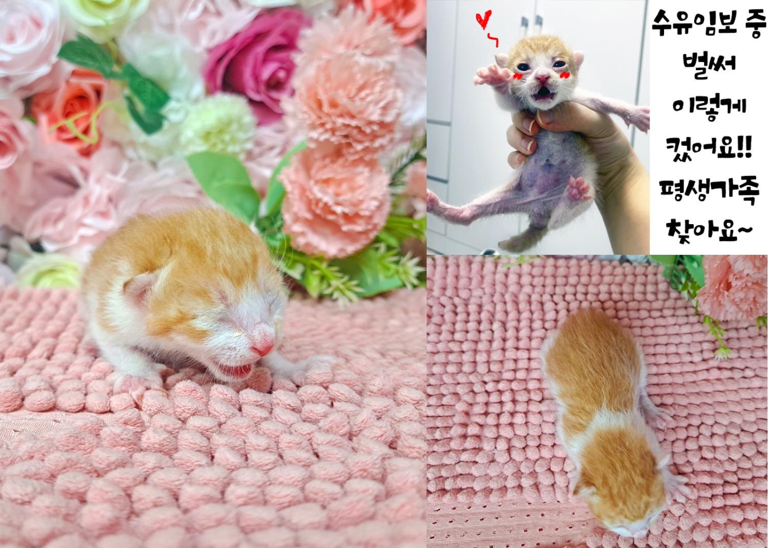 [고양이] 한국 고양이 경북-포항-2023-00269 유기동물 배경 이미지 입니다.