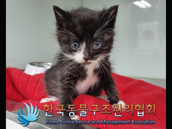 보호중 한국 고양이…