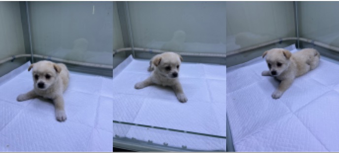 부산동물보호센터_426325202300069