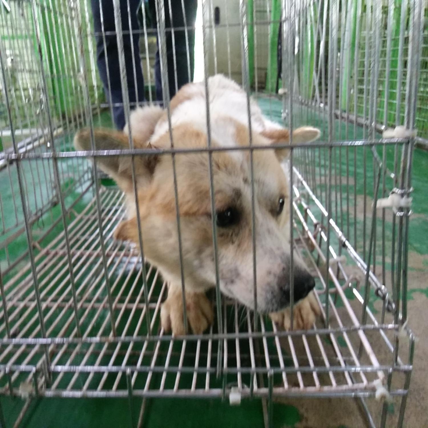 인천광역시수의사회_428353202300472