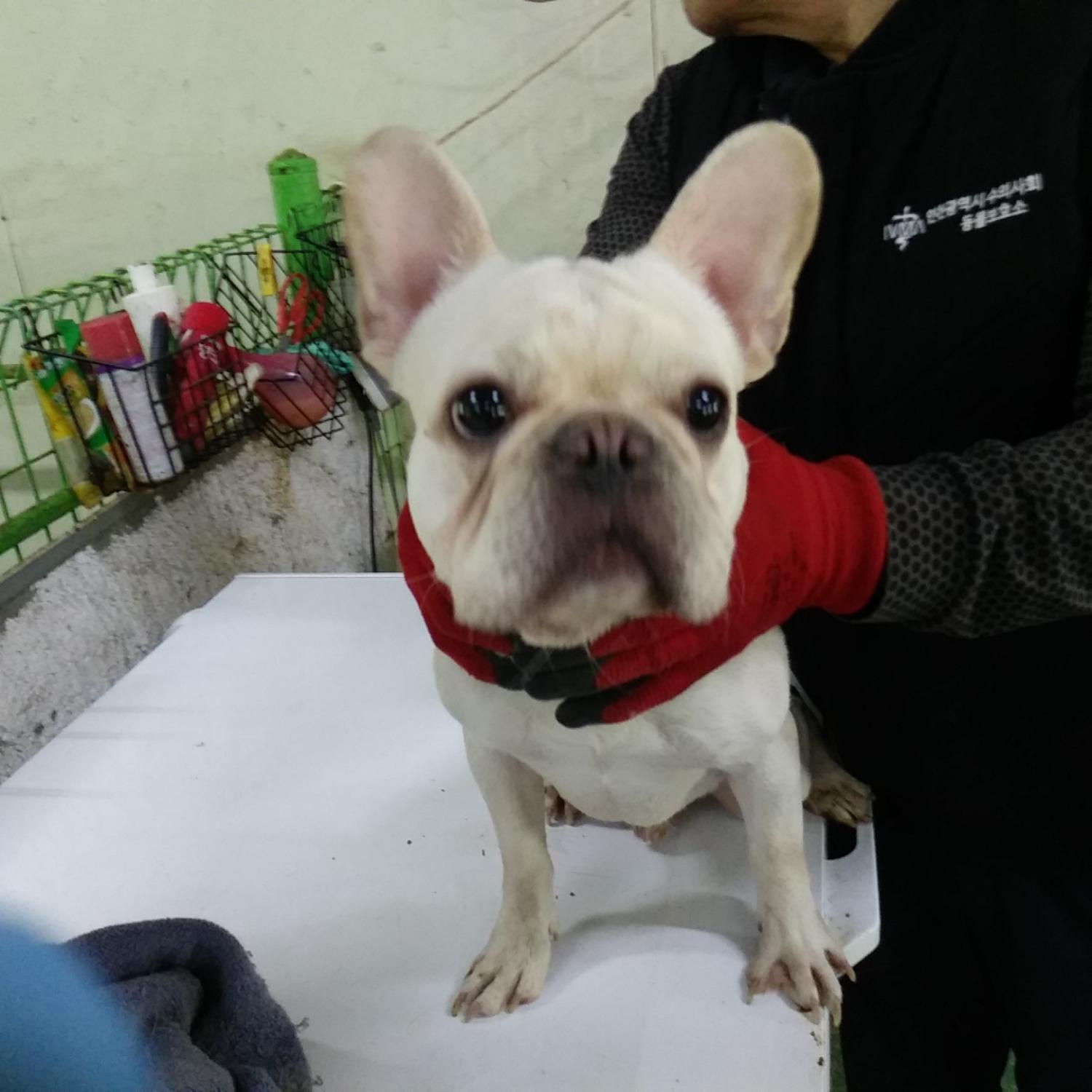 인천광역시수의사회_428353202300495