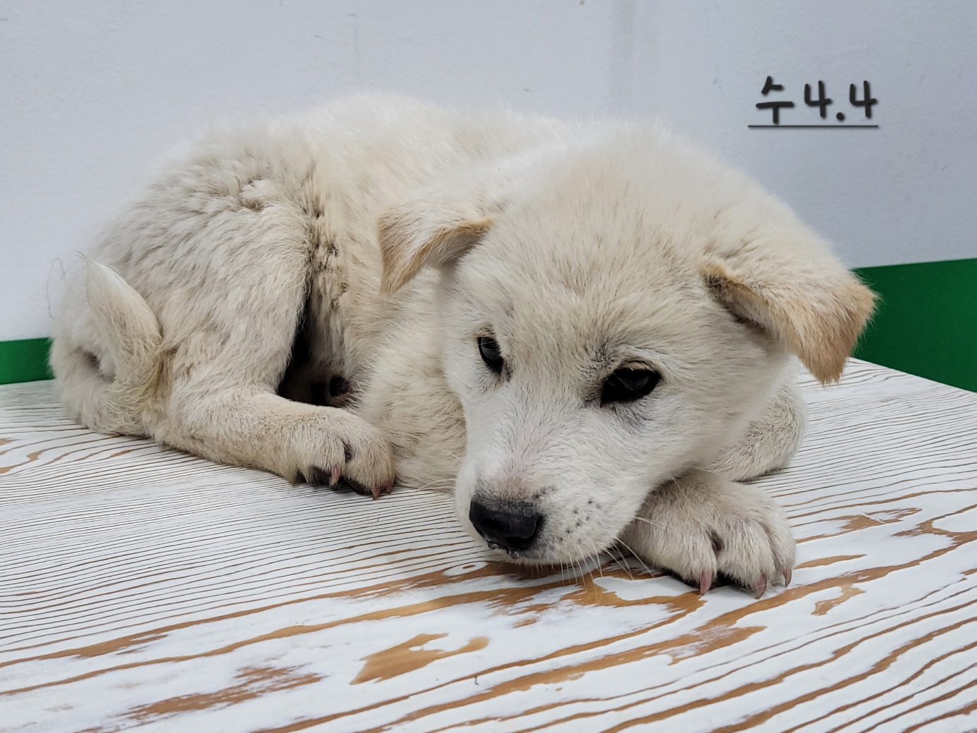 고양시동물보호센터_441394202300746