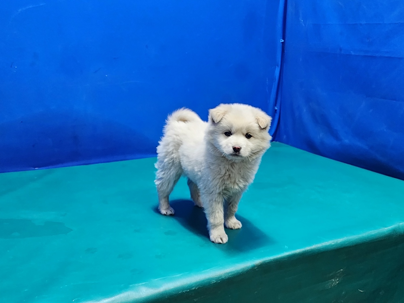 경산시유기동물보호소_447513202300300