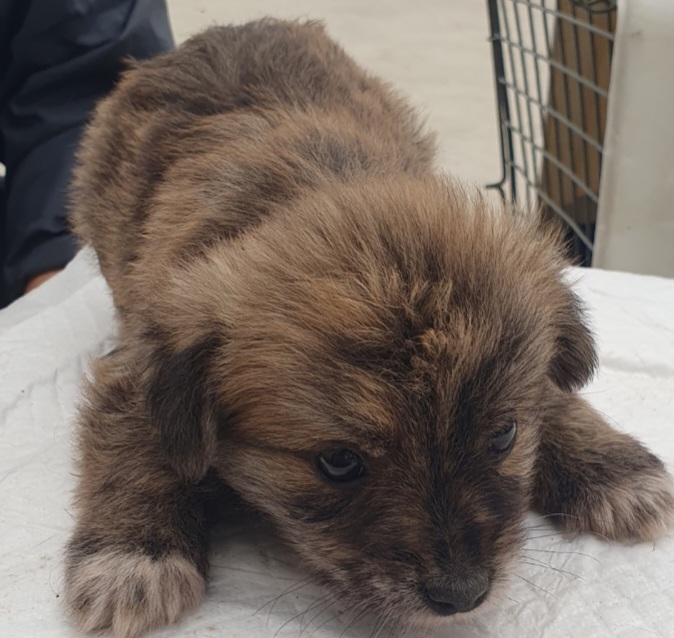 구례군동물보호센터_446487202300076