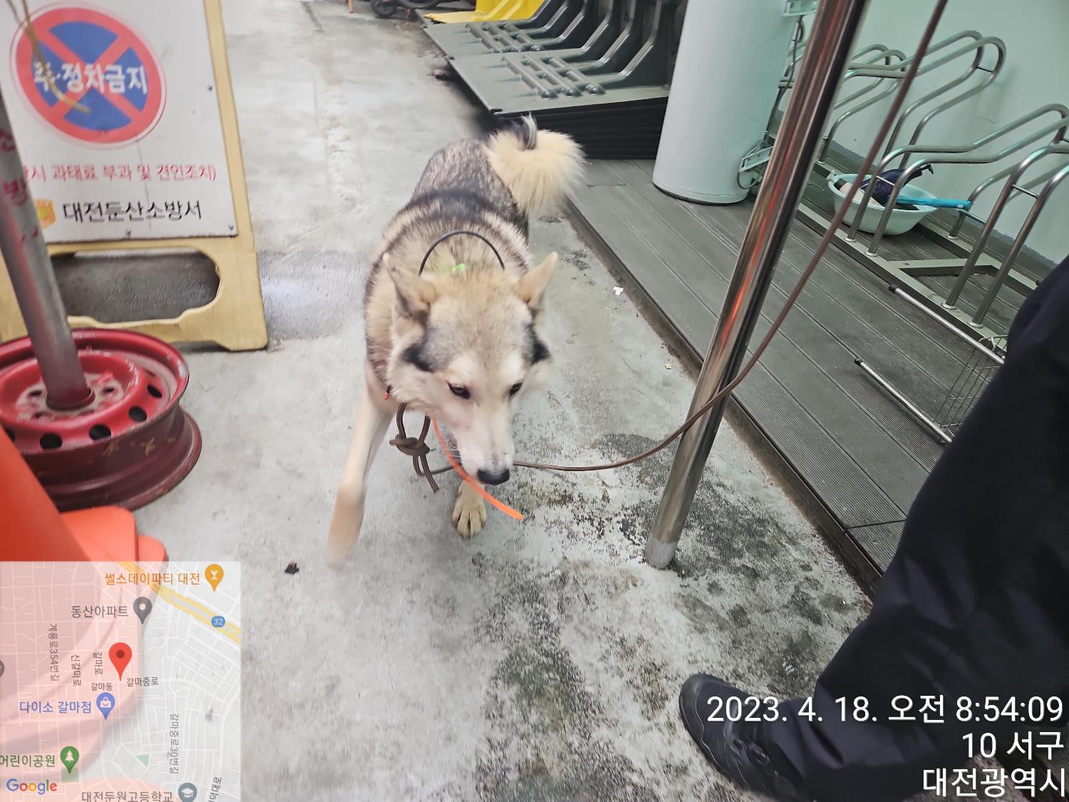 종료(반환) 믹스견…