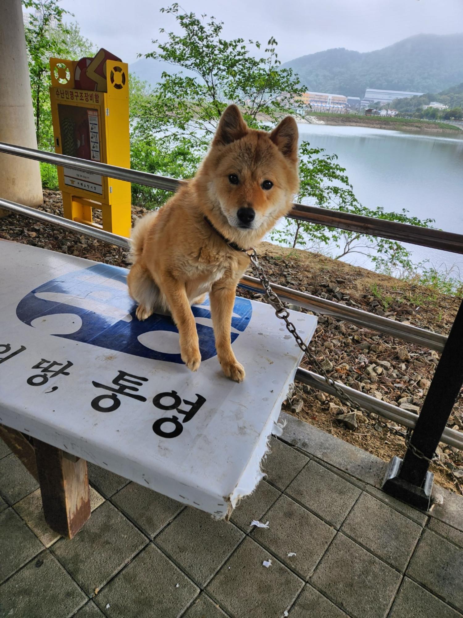 거제시유기동물보호소_448537202300376