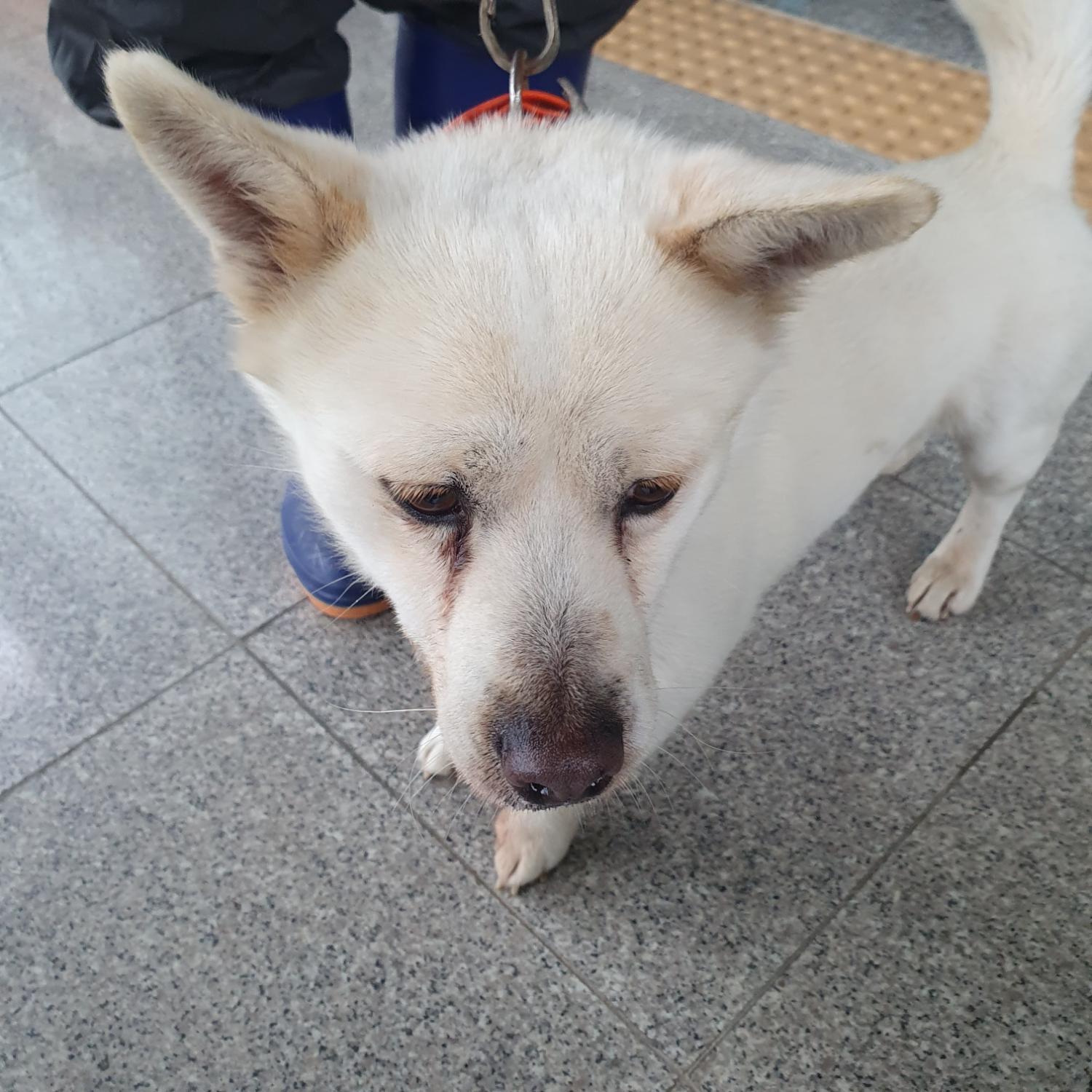 구미시 동물보호센터_447508202300660