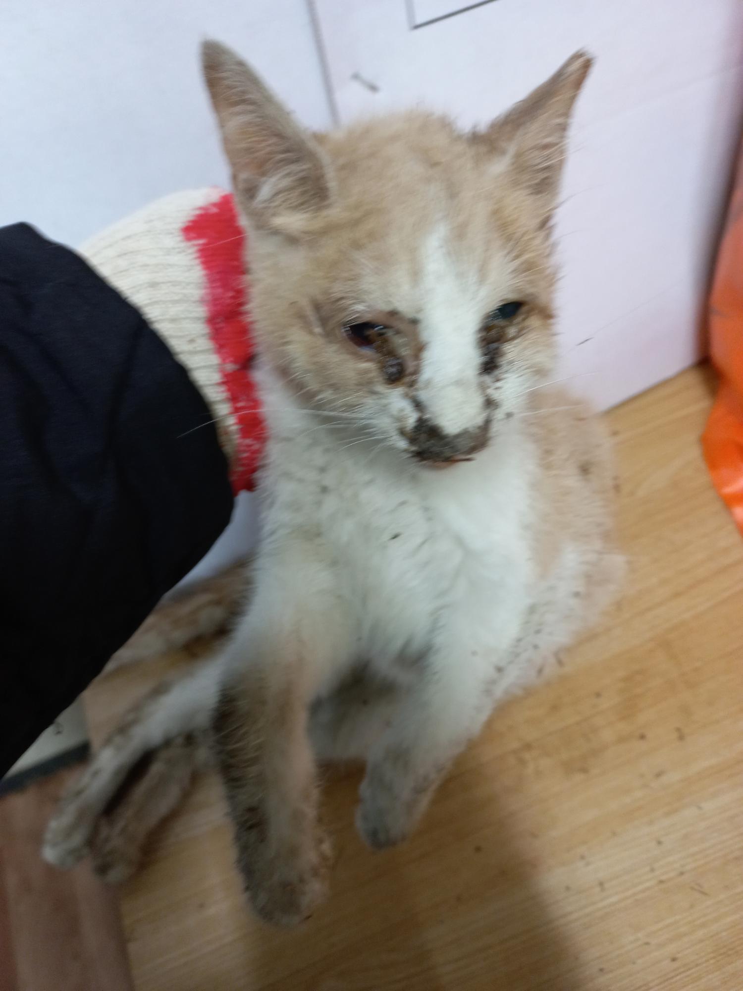 천안시유기동물보호소_444449202300821