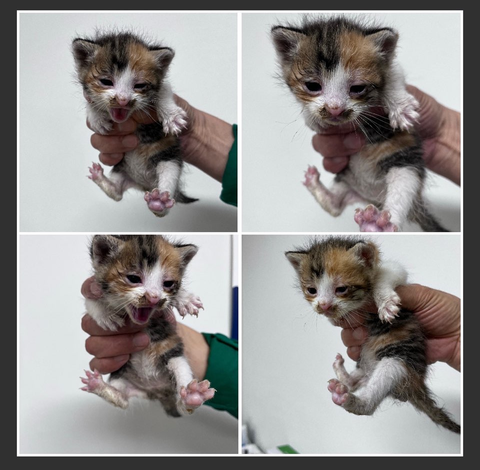 천안시유기동물보호소_444449202300825