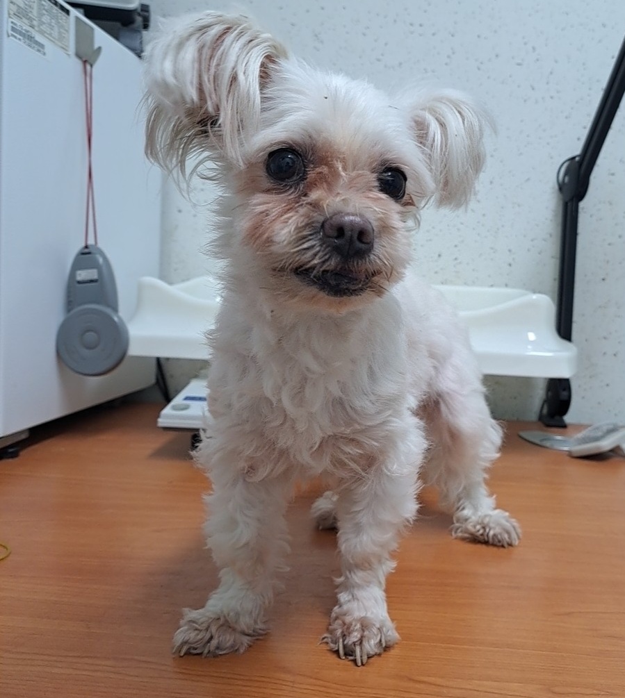 수원시 동물보호센터_441374202300302
