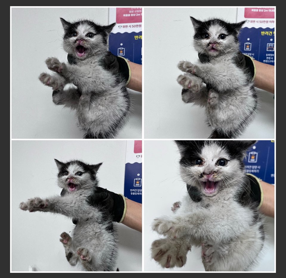 천안시유기동물보호소_444449202300822