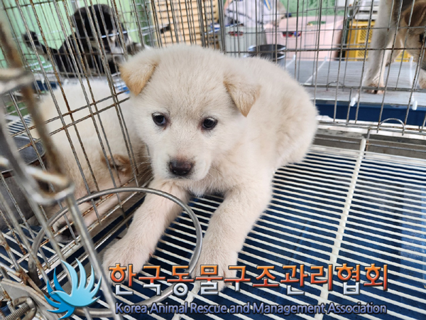 한국동물구조관리협회_441406202300479